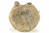 Fossil Triceratops Vertebra With T-Rex Bite Marks - Montana #269886-3